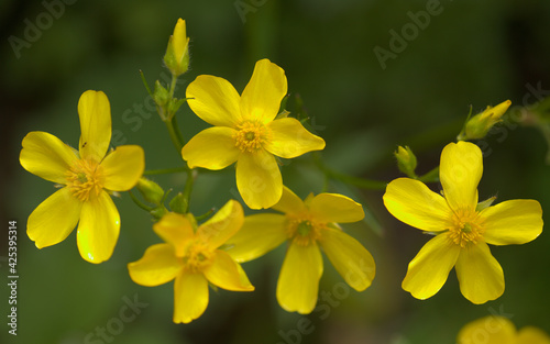 Flora of Gran Canaria - bright yellow flowers of Ranunculus cortusifolius, Canary buttercup natural macro floral background photo