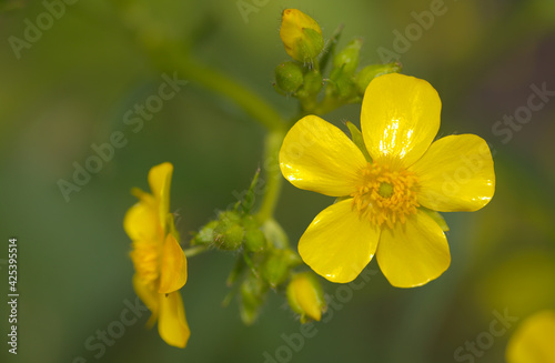Flora of Gran Canaria - bright yellow flowers of Ranunculus cortusifolius, Canary buttercup natural macro floral background photo