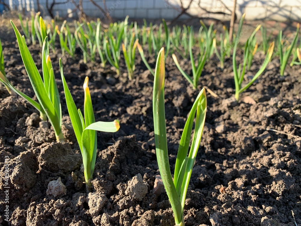 Growing garlic in a vegetable garden in early spring in a garden bed close-up. Growing garlic in a vegetable garden in early spring in a garden bed close-up.