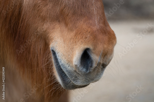 Nüstern (Pferd/Pony)