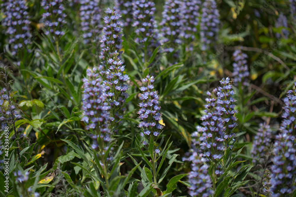 Flora of Gran Canaria - Echium callithyrsum, blue bugloss of Gran Canaria or of Tenteniguada, endemic and vulnerable plant natural macro floral background
Flora of Gran Canaria - Echium callithyrsum, blue bugloss of Gran Canaria or of Tenteniguada, endemic and vulnerable plant natural macro floral background