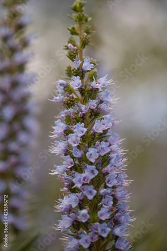 Flora of Gran Canaria - Echium callithyrsum  blue bugloss of Gran Canaria or of Tenteniguada  endemic and vulnerable plant natural macro floral background 