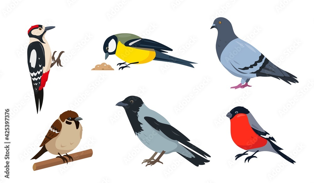 Fototapeta premium City birds in different poses isolated on white background.
