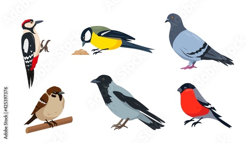 City birds in different poses isolated on white background.