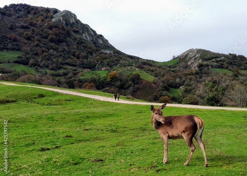 A deer in Les Praeres  Sierra Pe  amayor  Nava municipality  Asturias  Spain