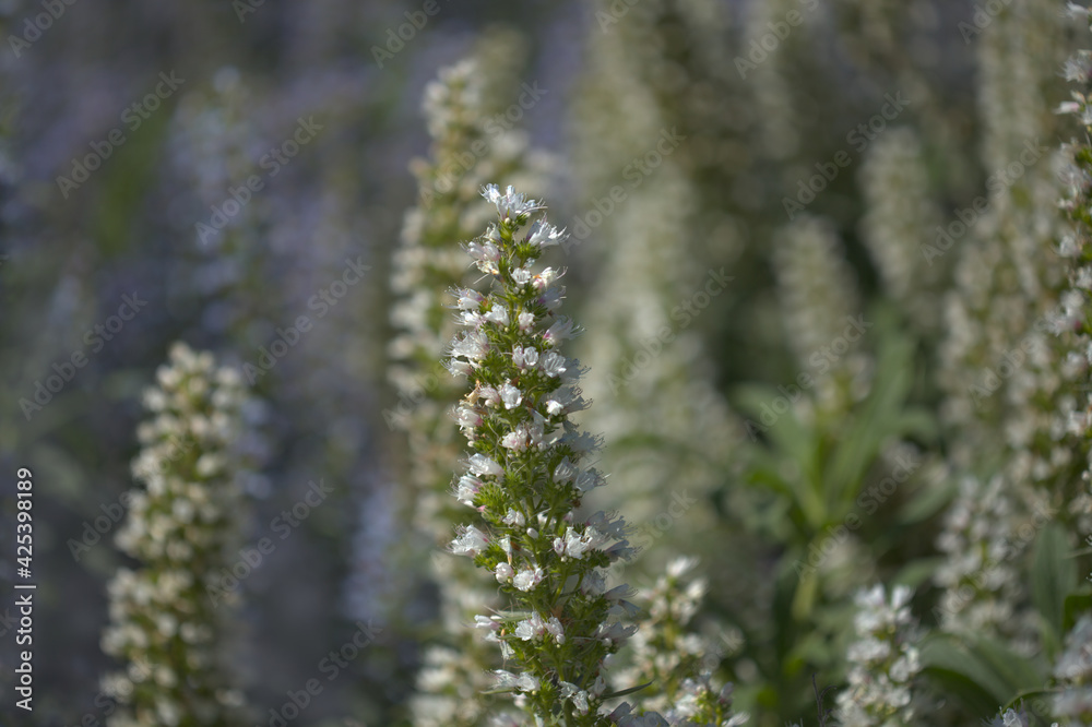 Flora of Gran Canaria - Echium callithyrsum, blue bugloss of Gran Canaria or of Tenteniguada, endemic and vulnerable plant natural macro floral background
