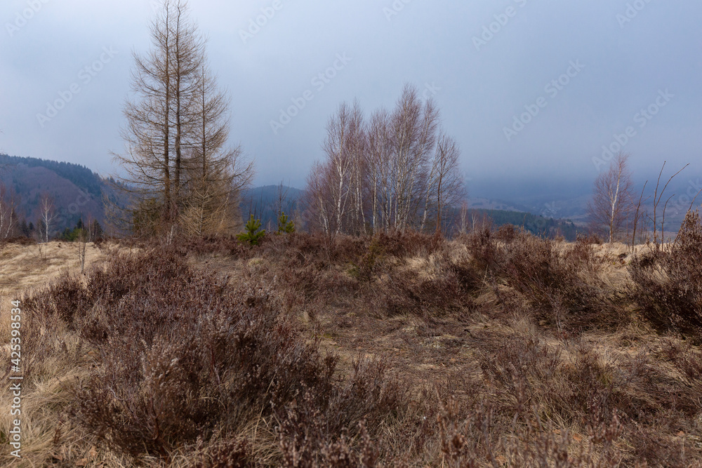 Unique landscape with heather thickets in the foreground, birch curtains and a background of mountains. Early spring aspect. Early spring landscape of the Carpathians, Beskids region. 