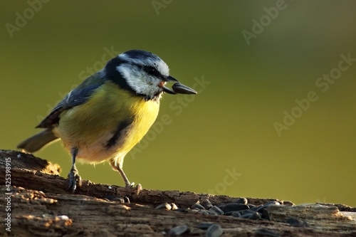 The Eurasian blue tit (Cyanistes caeruleus) on the branch in morning sun with a seed of a sunflower in her bill. © Honza Hejda