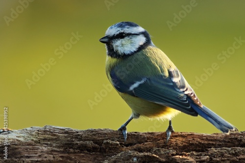 The Eurasian blue tit (Cyanistes caeruleus) on the branch in morning sun up to close.