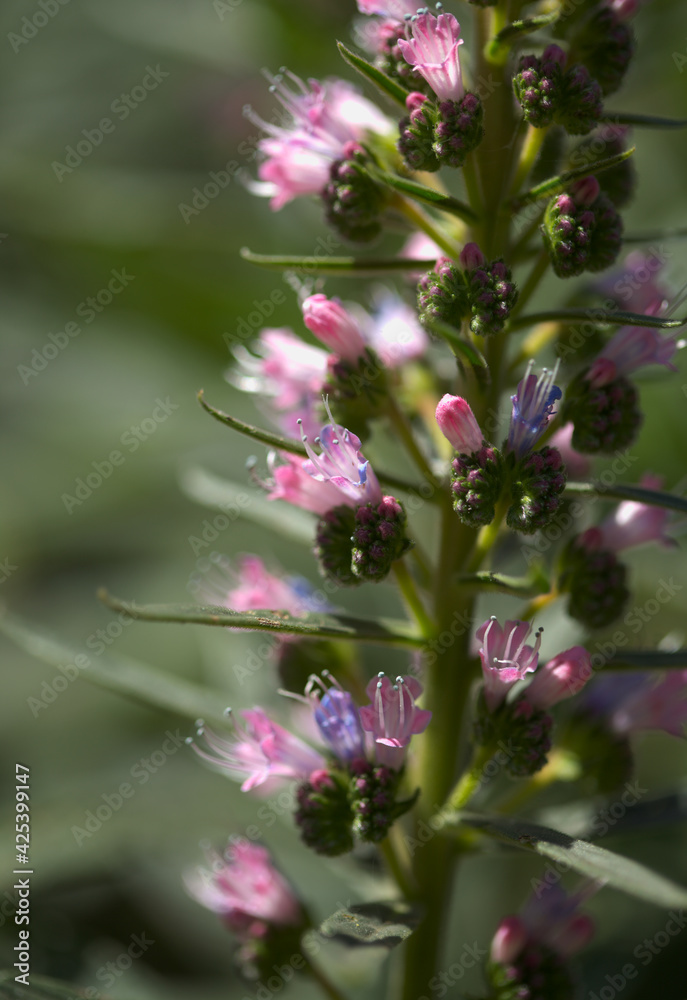 Flora of Gran Canaria - Echium callithyrsum, blue bugloss of Gran Canaria or of Tenteniguada, endemic and vulnerable plant natural macro floral background
Flora of Gran Canaria - Echium callithyrsum, blue bugloss of Gran Canaria or of Tenteniguada, endemic and vulnerable plant natural macro floral background