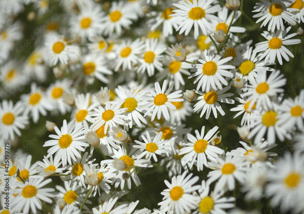 Flora of Gran Canaria - Argyranthemum, marguerite daisy endemic to the Canary Islands Flora of Gran Canaria - Argyranthemum, marguerite daisy endemic to the Canary Islands