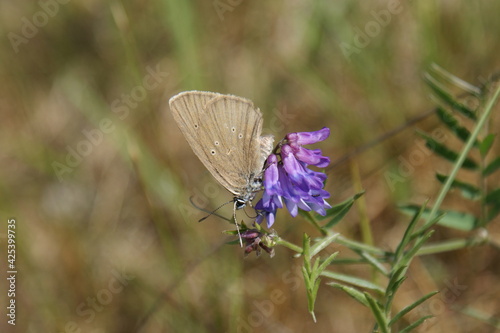 Beautiful butterfly phengaris teleius on a purple flower photo