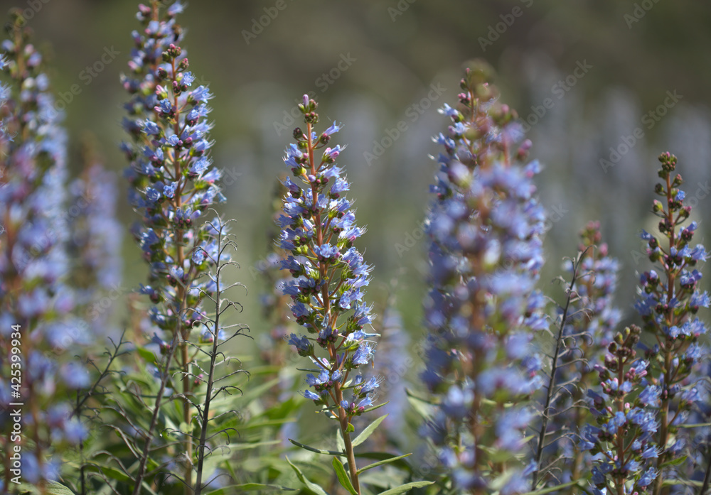 Flora of Gran Canaria - Echium callithyrsum, blue bugloss of Gran Canaria or of Tenteniguada, endemic and vulnerable plant natural macro floral background
Flora of Gran Canaria - Echium callithyrsum, blue bugloss of Gran Canaria or of Tenteniguada, endemic and vulnerable plant natural macro floral background