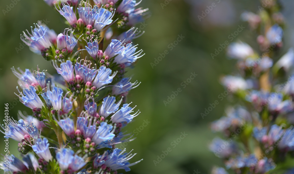 Flora of Gran Canaria - Echium callithyrsum, blue bugloss of Gran Canaria or of Tenteniguada, endemic and vulnerable plant natural macro floral background
Flora of Gran Canaria - Echium callithyrsum, blue bugloss of Gran Canaria or of Tenteniguada, endemic and vulnerable plant natural macro floral background
