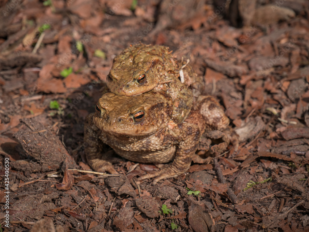 Fototapeta premium European toad with male on the back