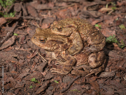 European toad with male on the back