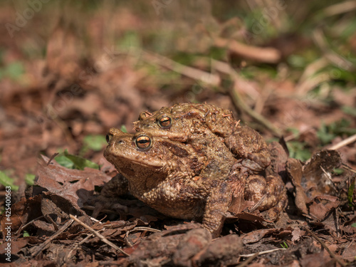 Common toad with male on the back