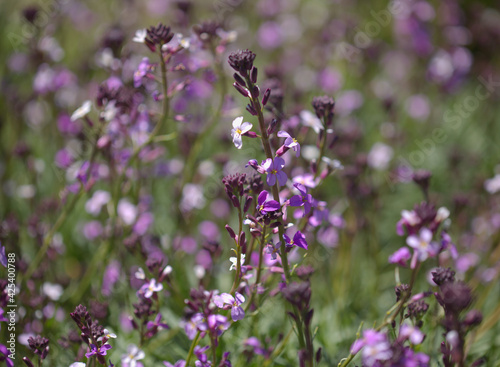 Flora of Gran Canaria - lilac flowers of crucifer plant Erysimum albescens  endemic to the island natural macro floral background 