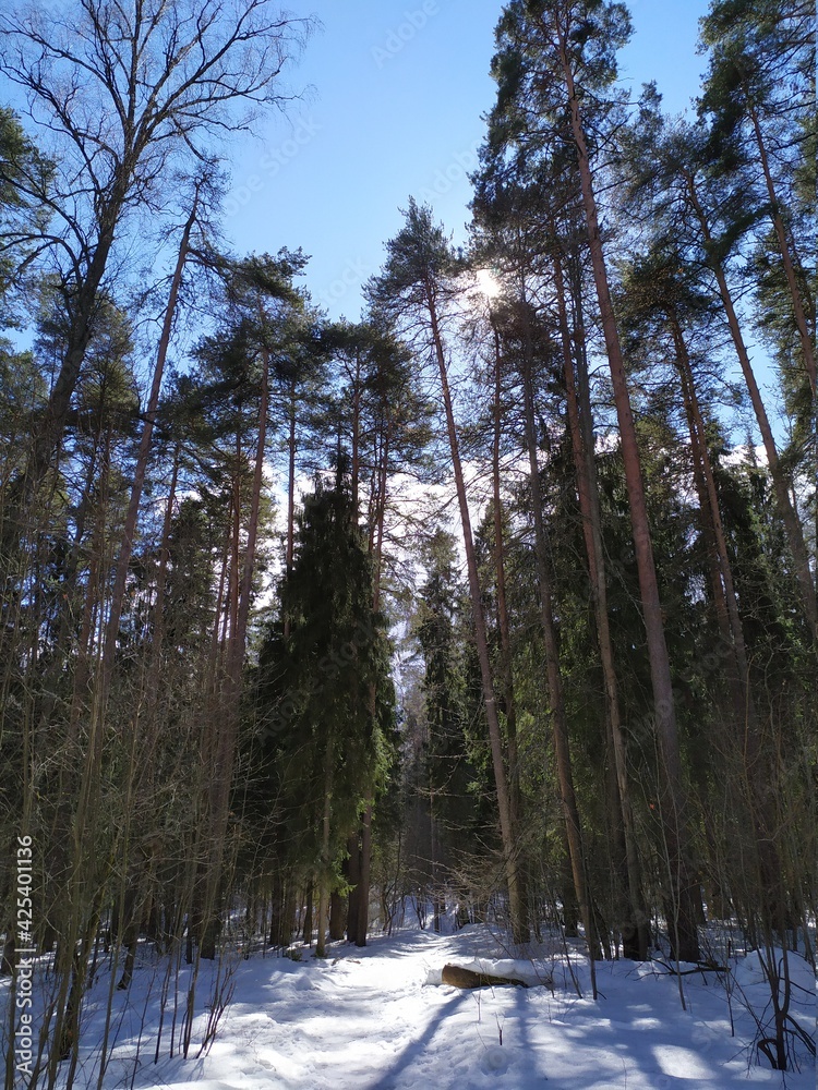 Fototapeta premium Sunny april spring day in russian forest with snow and bright sun among trunks and branches with blue sky and clouds