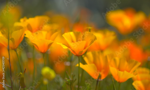 Flora of Gran Canaria -  Eschscholzia californica  the California poppy  introduced and invasive species natural macro floral background 