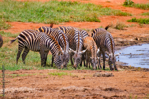 Group of Grevy s zebras stands by the pond. It is a wildlife photo in Africa  Kenya  Tsavo East National park.