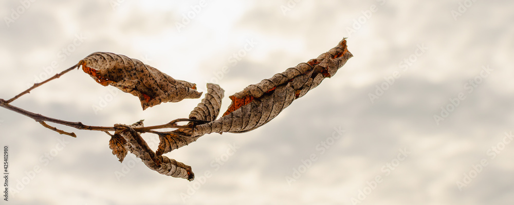 Fototapeta premium Dry leaves left over from autumn against the background of the sky.