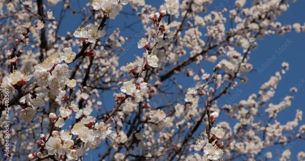 Nature in Springtime. Branch with beautiful white Spring Apricot Flowers on Tree. Nature scene with flowering apricot on blossom background. Botanical bloom concept. Blooming backdrop Nature in Springtime. Branch with beautiful white Spring Apricot Flowers on Tree. Nature scene with flowering apricot on blossom background. Botanical bloom concept. Blooming backdrop