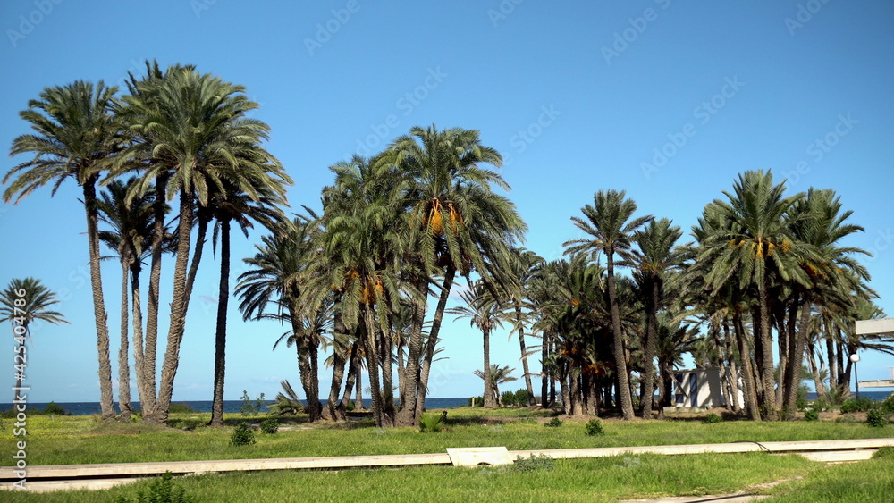Glade of tall palm trees. The wind shakes the leaves of the trees. Palm trees on a background of blue sea. The camera makes a pass