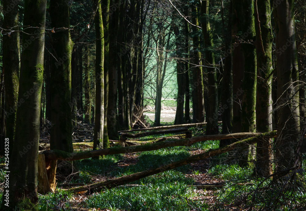 a woodland copse with tall lichen covered tree lined avenue, boulevard, rows a woodland copse with tall lichen covered tree lined avenue, boulevard, rows