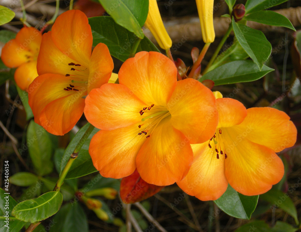 Orange tropical Peruvian Lily blooms, Big island, Hawaii Orange tropical Peruvian Lily blooms, Big island, Hawaii