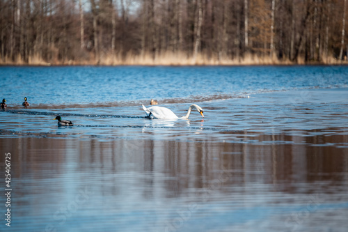 Mute swan (Cygnus olor) walking on thin ice in beautiful blue water in sunny day © Uldis Laganovskis