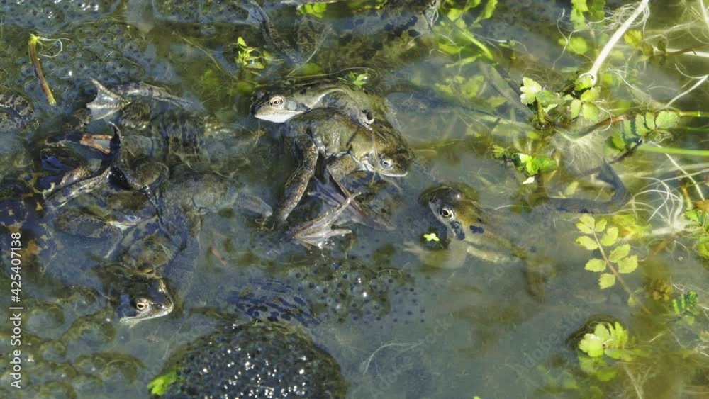 Frogs fight to fertilize the eggs with their seed. Rana temporaria, grayish males and a few brownish females, also known as the European common frog. Steady shot. Frogs fight to fertilize the eggs with their seed. Rana temporaria, grayish males and a few brownish females, also known as the European common frog. Steady shot.