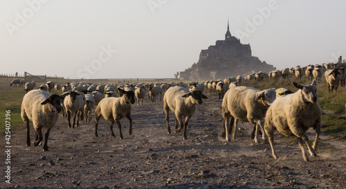 Moutons du Mont St Michel