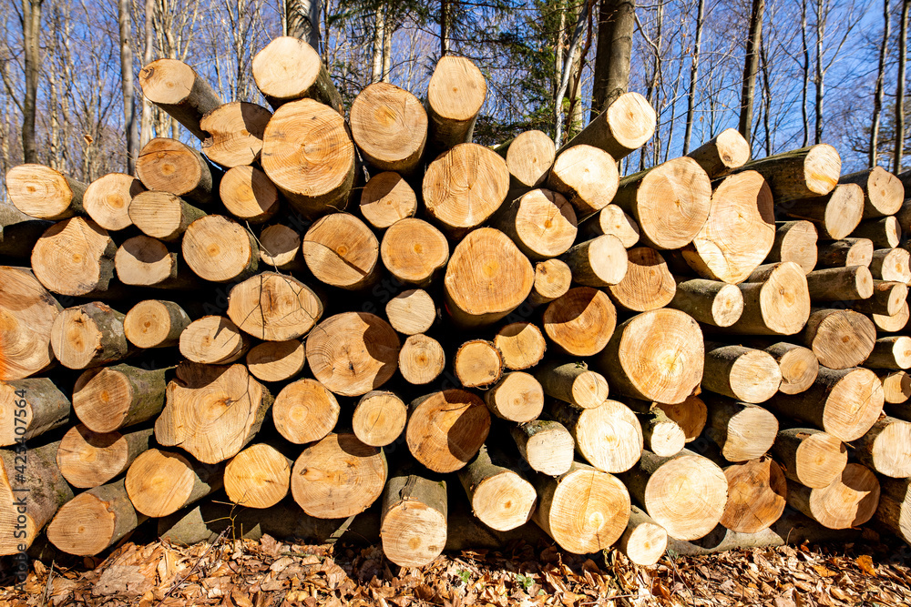 A pile of wood arranged along a forest road. Wood prepared for export. A pile of wood arranged along a forest road. Wood prepared for export.