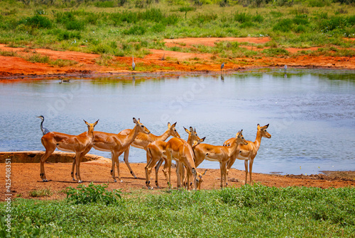 A herd of antelopes at a waterhole in Tsavo East, Kenya. It is a wildlife photo from Africa.