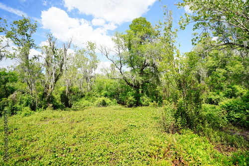 The landscape of Lettuce park at Tampa  Florida 