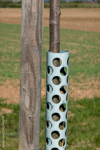 Bite protection on the tree trunk