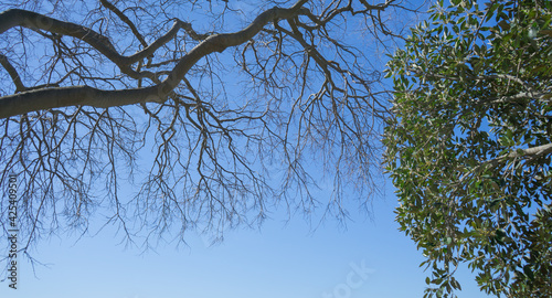 Tree branch silhouette 