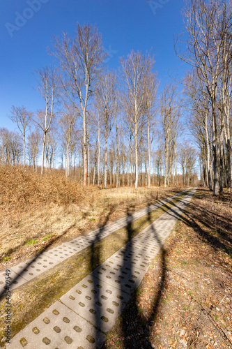 Concrete road leading through a coniferous forest. A track for vehicles leading between trees.