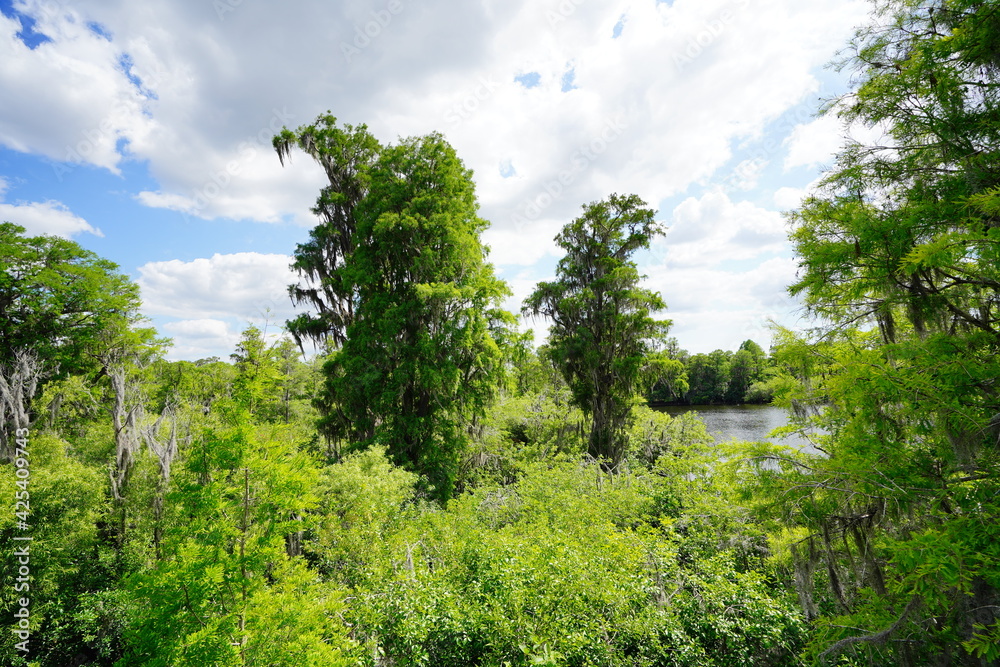 Fototapeta premium The landscape of Hillsborough river and Lettuce park at Tampa, Florida 
