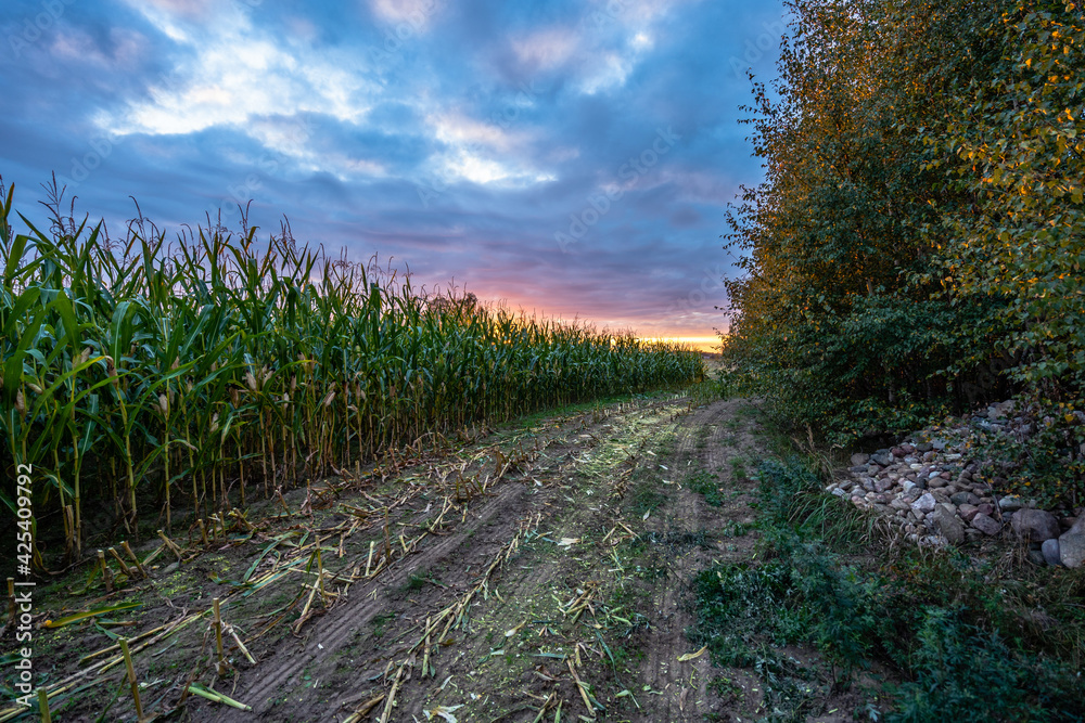 Freshly Cultivated Organic Corn Field for Biomass on Cloudy Summer Evening with Sunset Colors - Concept of Nutrition full Vegetables and Renewable Energy for Gas and Fuel. Freshly Cultivated Organic Corn Field for Biomass on Cloudy Summer Evening with Sunset Colors - Concept of Nutrition full Vegetables and Renewable Energy for Gas and Fuel.