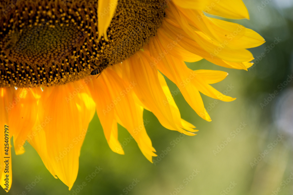 Żółty kwiat słonecznika w ogrodzie - obrazy, fototapety, plakaty 