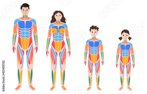 Human muscular system