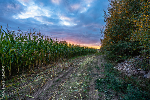 Freshly Cultivated Organic Corn Field for Biomass on Cloudy Summer Evening with Sunset Colors - Concept of Nutrition full Vegetables and Renewable Energy for Gas and Fuel.