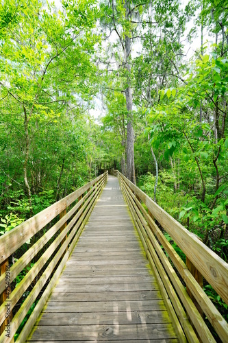 Wooden Boardwalk in Lettuce park at Tampa, Florida 