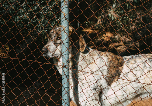 Confined dog looking through the chain link fence with sad eyes. Dog waiting alone in an animal shelter. Wild dog behind a fence in the countryside. Captivity concept.