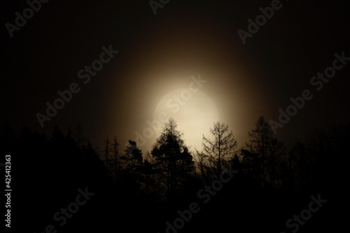 The Moon behind trees. Dark winter night. Shape of the trees in weak light. 