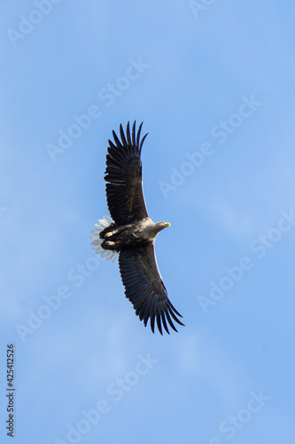 White tailed eagle flying during springtime. Eagle on the sky. King of the birds. European nature.  © prochym