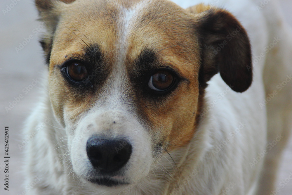 perrita timida, retrato de mascotas, perro