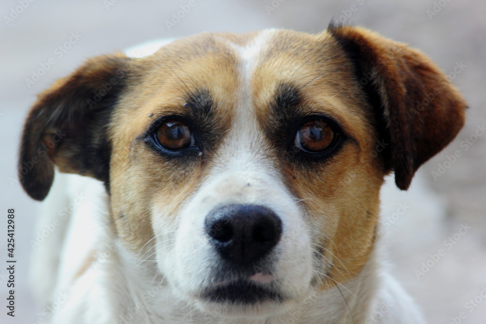 perrita timida, retrato de mascotas, perro perrita timida, retrato de mascotas, perro